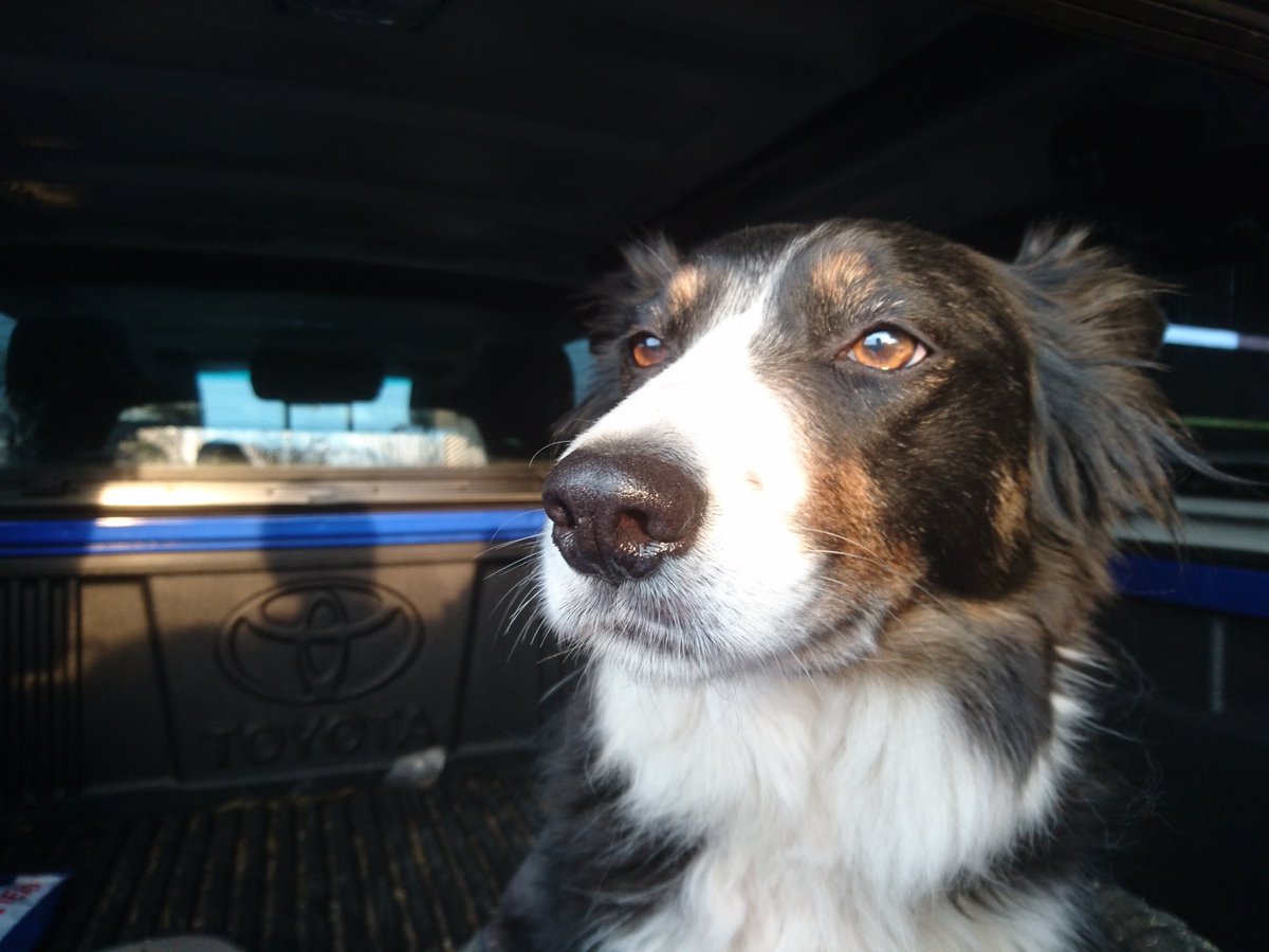 Have you thought about booking a short country break with your pooch?  We have lovely cottages and walks waiting for you at Treberfedd Farm