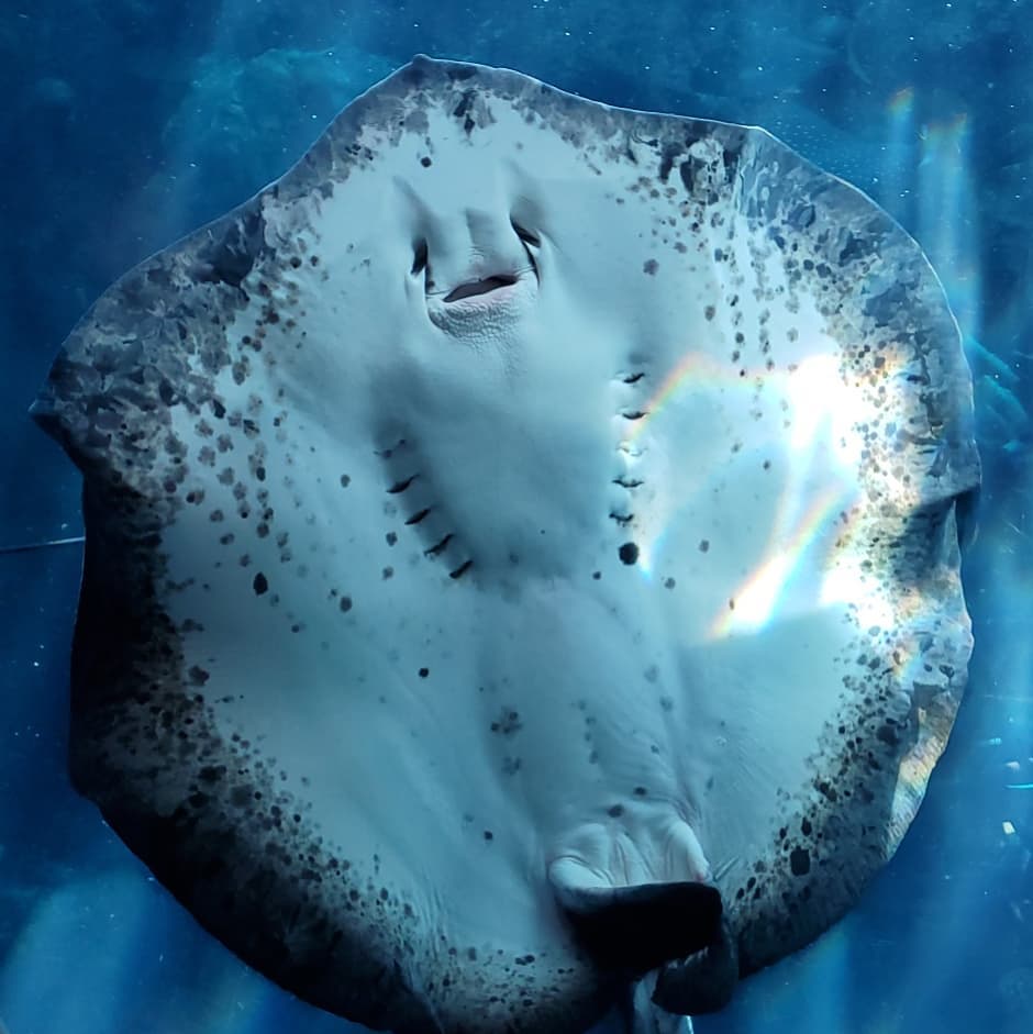 AquariumPacific's tweet photo. For a limited time, explore the wonders of the Pacific ocean with $5 off each ticket when you purchase online! Visit https://t.co/Nz3poWiN9X to purchase now.
Photo by @letsplayoc #AOPrays https://t.co/R3Ogh1DBAg