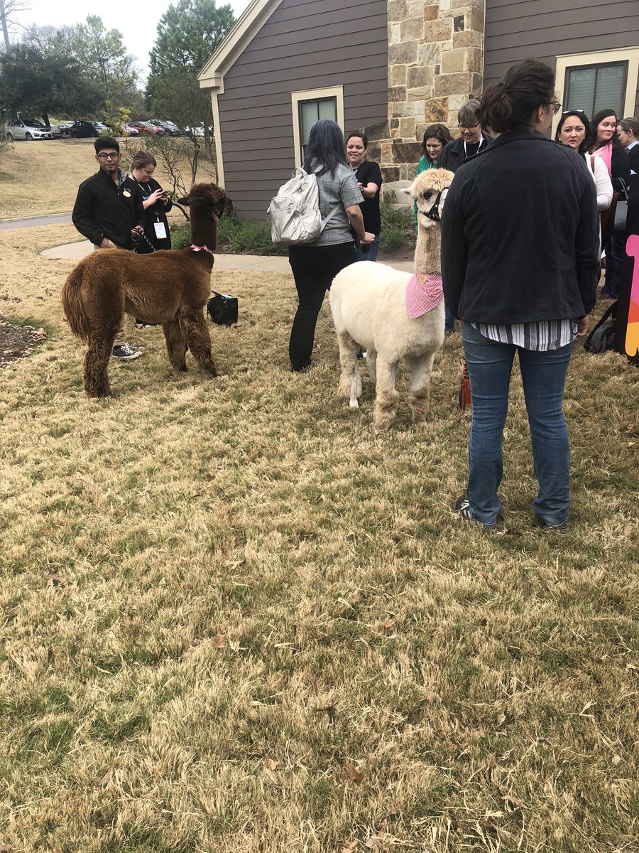 teachtwilliams's tweet photo. Alpacas!!!!!!! #bebold4kids  #think2019 https://t.co/bgAu0OyH5c
