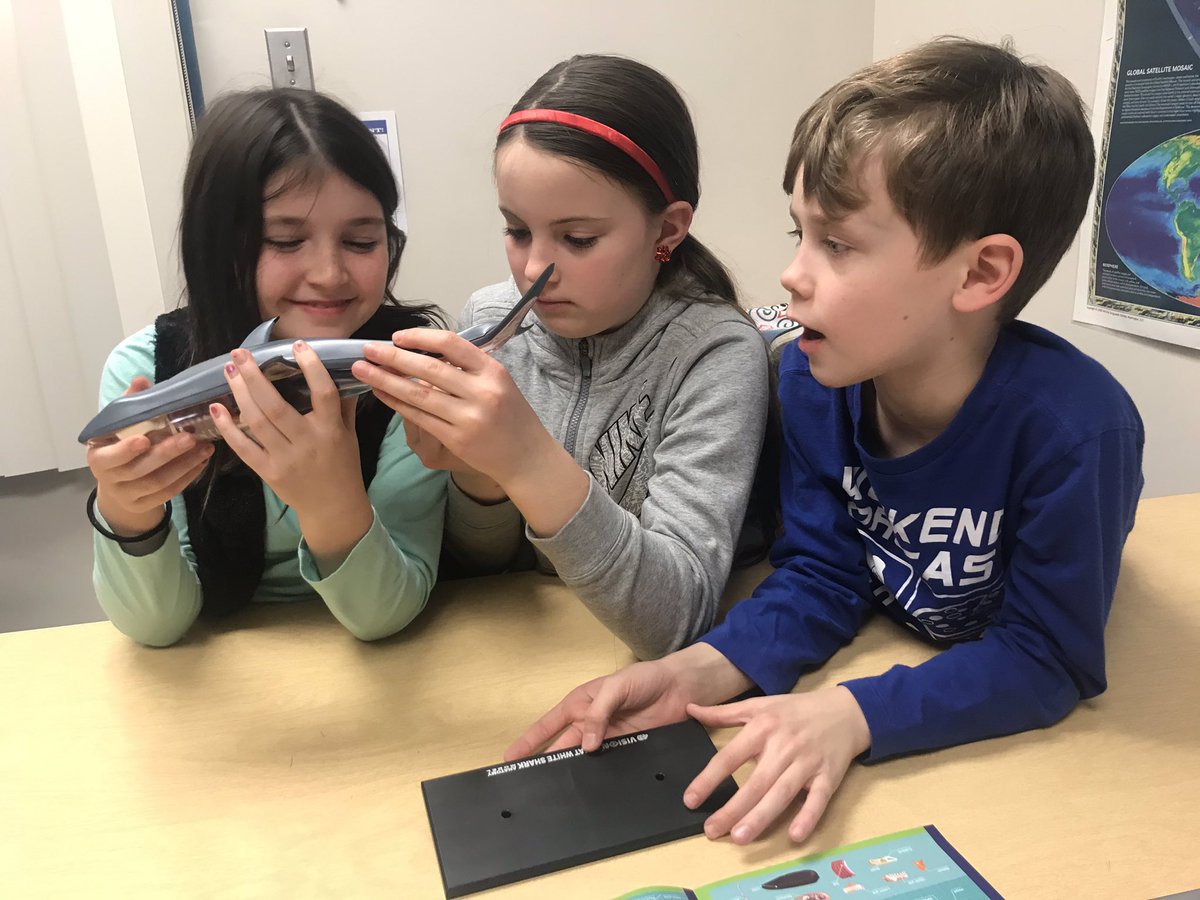 MrsGreenGifted's tweet image. Thank you @FoundationBASD ! We loved doing this project! #sharkmodel #gifteded @BethlehemAreaSD   @BASDLincolnCS