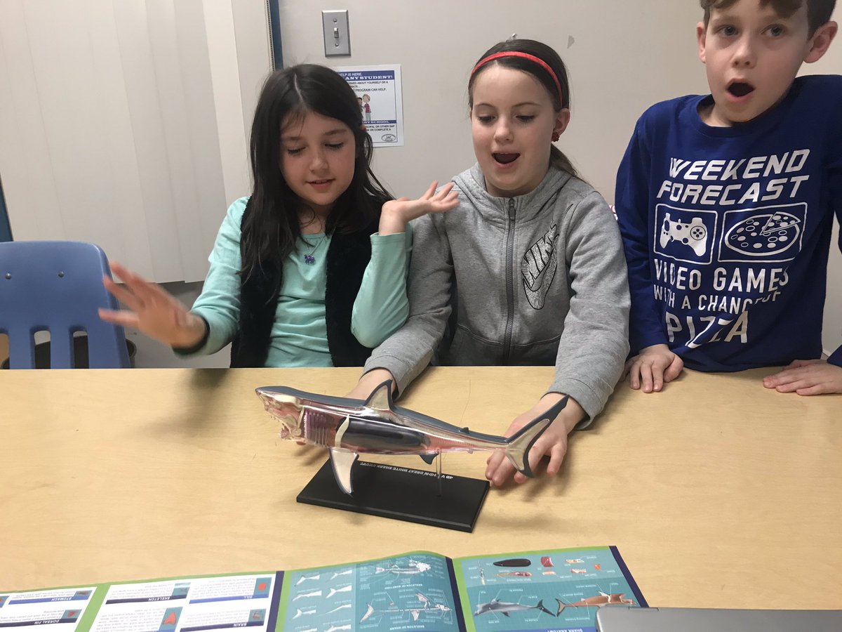 MrsGreenGifted's tweet image. Thank you @FoundationBASD ! We loved doing this project! #sharkmodel #gifteded @BethlehemAreaSD   @BASDLincolnCS