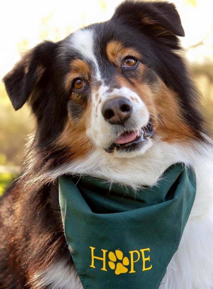 fema's tweet image. It’s #InternationalVolunteerDay! Thank you to all the volunteers that donate their time and effort to help communities prepare for &amp;amp; recover from disasters.

If you’re looking for an opportunity to get involved in your community, check out @NationalVOAD: nvoad.org