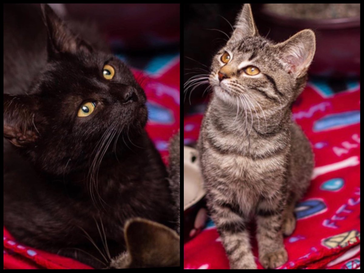 CaralineSweet's tweet image. I now have kittens. I hope they’re excited to start this life journey with me...right now they’re just enjoying hiding under my dresser but I hope they’re both happy to be home 🐾🖤#kittens #firstpets #furbabies #ilovethem #pleaseloveme #mine #fureverhome #welcomehome