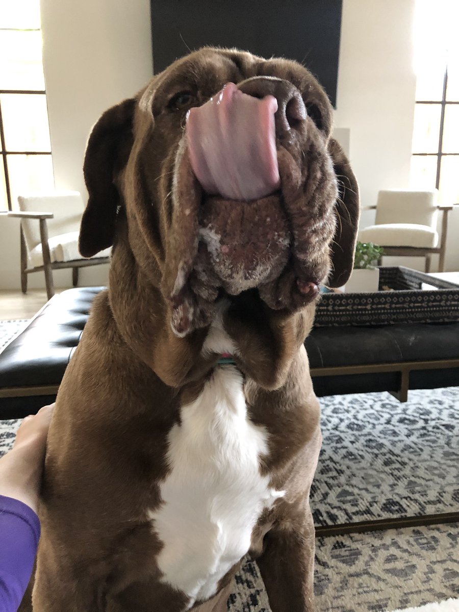 Oakley and Maple doing what they do best (hunting bugs and licking noses)
#purplepupdogservices #dogsoftwitter #dogwalking #Dallas #cutedogs