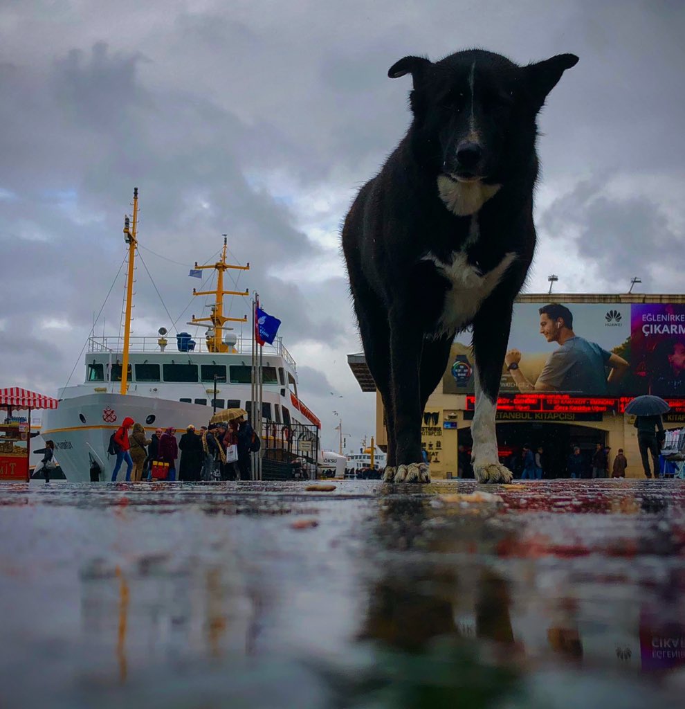 Üşümek 

#istanbul 2019
.
.
.
.
#iphoneography #iphoneonly #iphonesia #iphoneography #iphonephotography #istanbuldayasam #gununkaresi #hayatakarken #zamanidurdur #turkinstagram #ig_turkey  #reflection #reflectionshot #reflections