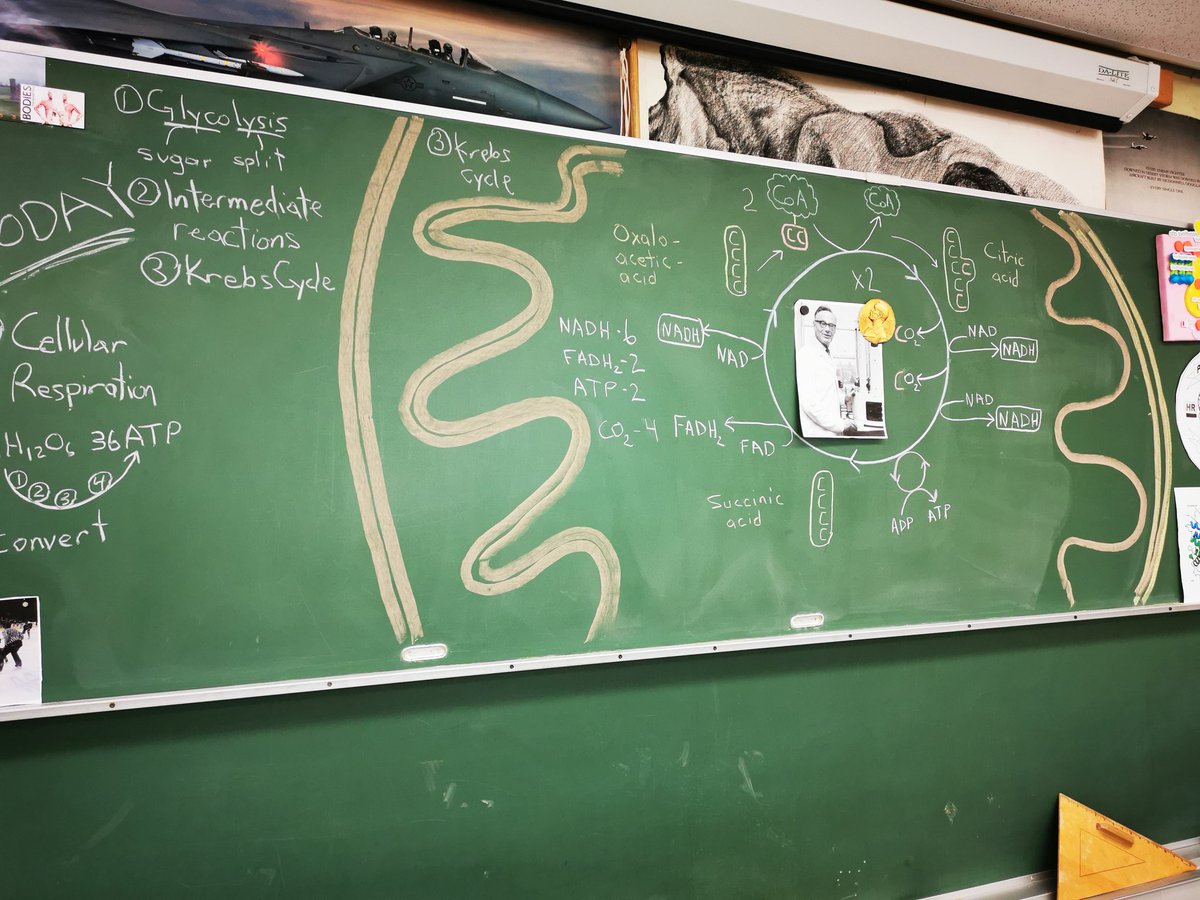MrP_Bio's tweet image. #chalkrules #bio30 Hans Krebs work - waited until after the war for his Nobel prize.