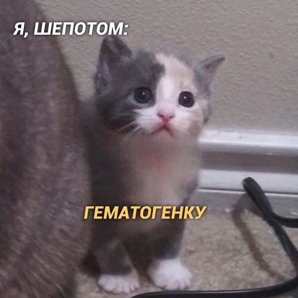 A_Kapustin's tweet photo. милый мем для вас https://t.co/efzEkWbUzD