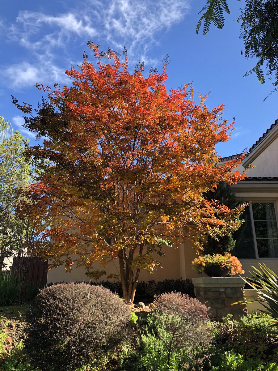 RWalkTheWalk's tweet photo. Started today at @sisuacademy w a walk around the neighborhood to enjoy post-rain smells &amp; trees &amp; skies. Absolutely beautiful. But a student roasted me: “Ugh... what is it with old people and trees?” 😂😂 But another S said: “I thought it would be boring but it’s actually great” https://t.co/U2g5u4SnCm