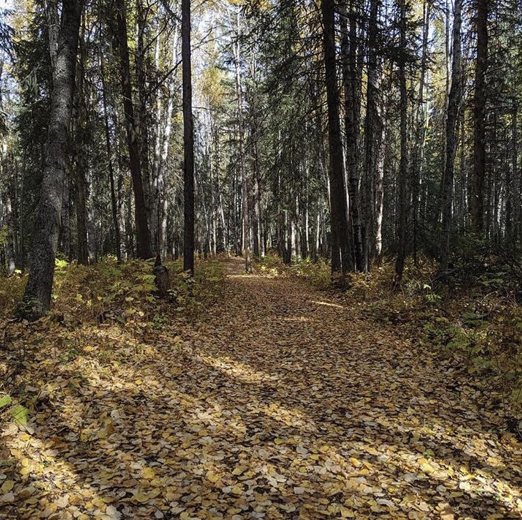 Study North BC (@study_northbc) on Twitter photo #MyNorthernBC - Two paths diverged in a yellow wood...and <a href="/UNBC/">University of Northern British Columbia (UNBC)</a> student James McCurdy went running on one of them. Start your adventure in northern BC! studynorthbc.ca π·: james.mccurdy #StudyNorthBC #photocontest #MyNorthernBC - Two paths diverged in a yellow wood...and <a href="/UNBC/">University of Northern British Columbia (UNBC)</a> student James McCurdy went running on one of them. Start your adventure in northern BC! studynorthbc.ca π·: james.mccurdy #StudyNorthBC #photocontest