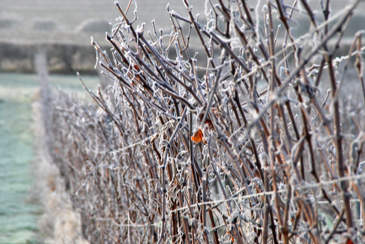 Beautiful frosty morning in Woodchurch. Pruning has started, it's a huge job and will continue through to March.

Buy wine: woodchurchwine.co.uk/collections/all

#ukwine #ukvineyard #gardenofengland #gardenofenglandwine #kentvineyard #ukfrost
