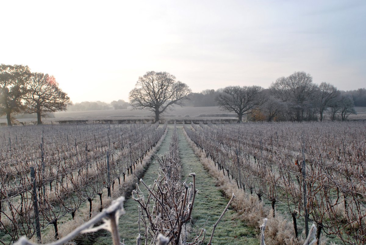 Woodchurch tweet media