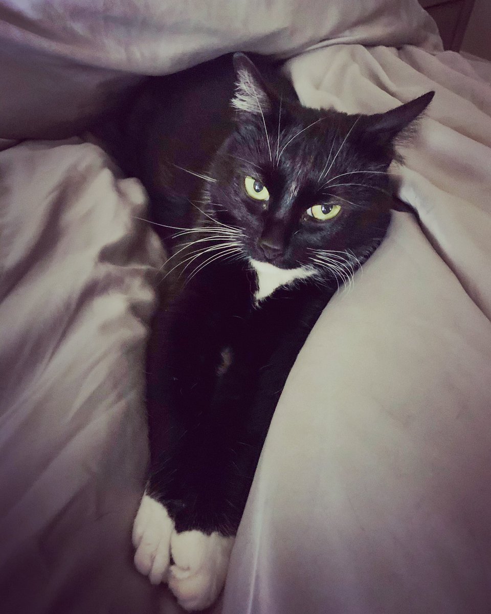 TheRealMeow4's tweet photo. Morning stretches 🐾 https://t.co/cIzycVMeTV