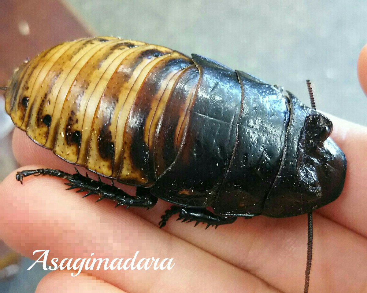 浅黄斑蝶 いつか出店したい Sur Twitter 5月の思い出2 フィールドで出会った生き物達 カッコいい角をもつゴホンダイコクコガネ 綺麗な模様のアカスジキンカメムシ 綺麗なキンランの花 洒落た模様のヤハズハエトリ どれも初めて見たので嬉しかったです 浅黄斑蝶 いつか出店したい Sur Twitter 5月の思い出2 フィールドで出会った生き物達 カッコいい角をもつゴホンダイコクコガネ 綺麗な模様のアカスジキンカメムシ 綺麗なキンランの花 洒落た模様のヤハズハエトリ どれも初めて見たので嬉しかったです