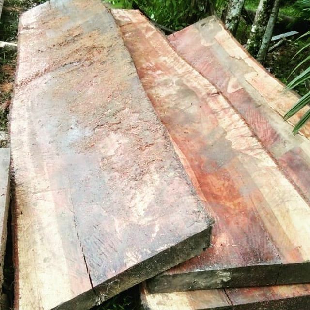 BaliEarth's tweet photo. Cutting live edge slabs in the jungle is hard work #baliearth #liveedgeslab #liveedge #woodworking #woodslabs #sustainability #beautiful #love #interiordesign #furniture https://t.co/3GbsqiBaxD https://t.co/FTAkT1UgHn