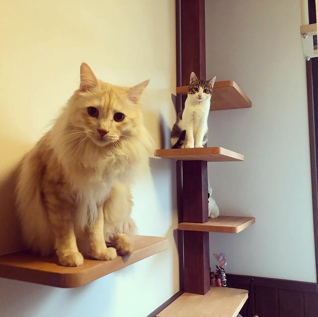 caracatcafe's tweet photo. さぶいけど、
今日もがんばろダルねー♪
#おっはよーダール
#だーくん
#丸ぽよ兄弟 #まるるん
#仔猫 #こねこ #kitten #kitty
#保護猫
#ねこのいる暮らし #ねこのいる生活
#cat #catsofinstagram #instacat #sweetcatshub
#猫 #ねこ #ネコ #猫カフェ #caracatcafe #箕面 #北摂
#cccs05d #ccck130 https://t.co/4Rf48riOCi