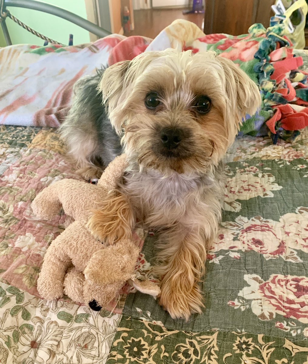 CyndiCynz's tweet image. So, bought the cutest little Rudolf stuffed animal that sings the song. Brought it home, put it on the coffee table, went to put my coat away, came back and my little stinker had already chewed its nose off. #killeryorkichon #tinyterror