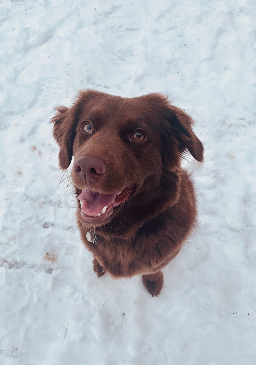 redresort's tweet photo. This here is Sequoia. We asked her if she was stoked for the season, and this was her response.
Have YOUR puppers featured this season by using #dogsofrossland and tagging @redresort.
#REDresort #AllFriendsOnAPowderDay #Rossland #kootenays #explorebc #kootrocks https://t.co/DbFK3UmTB9