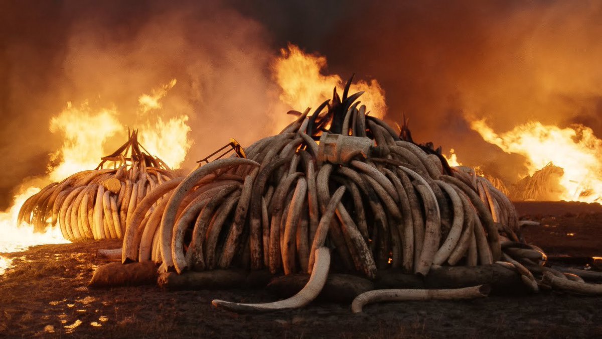 anthropocene: the human epochoof. probably the most affecting doc i've seen this year bc i--no exaggeration--literally think about it every goddamn day. not all doom and gloom but an urgent call for a better and more sustainable future. narrated by alicia vikander 