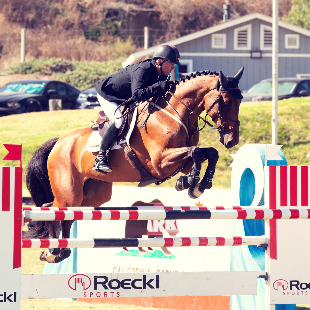 SynNutra's tweet photo. U.S. Olympian and sponsored rider Will Simpson keeps his horses happy and healthy with SynNutra’s GastroMendXC and SynChill. Do you have an ulcer prone or nervous horse? These products can help your horses, too! https://t.co/mSVKS68dRw