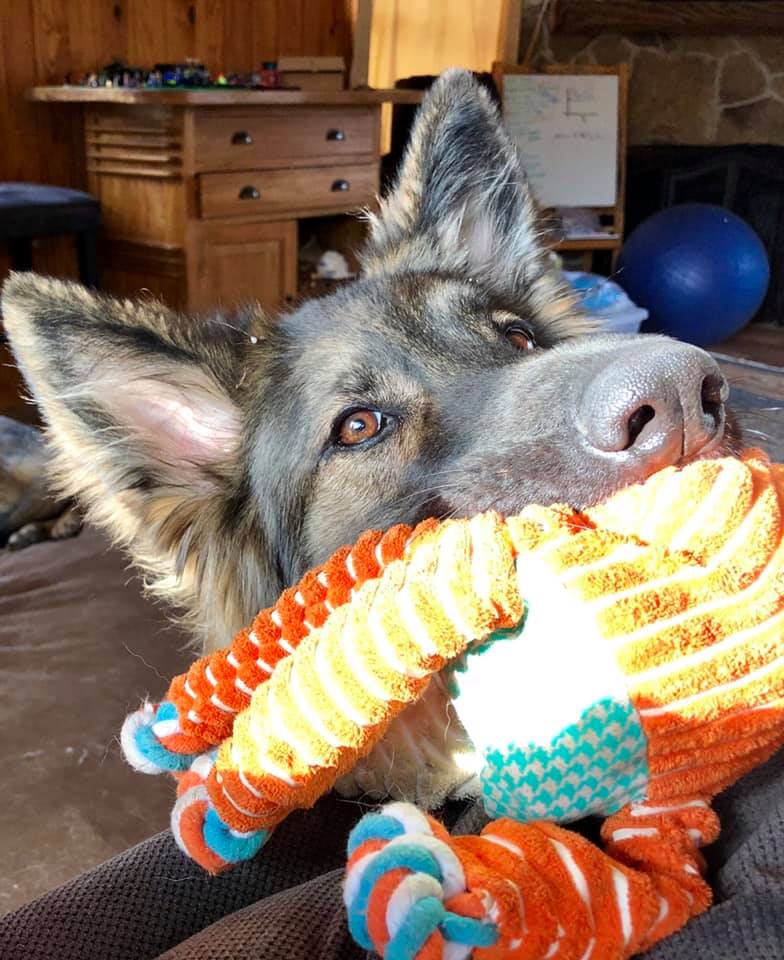 ProfKelsey's tweet photo. I introduced the world to Lyra in my #TEDatNAS talk yesterday, and I thought you might want to meet her. She wants to meet you! and she'll share her toy! @TEDTalks #Dogs https://t.co/rqA5UlR9Ww