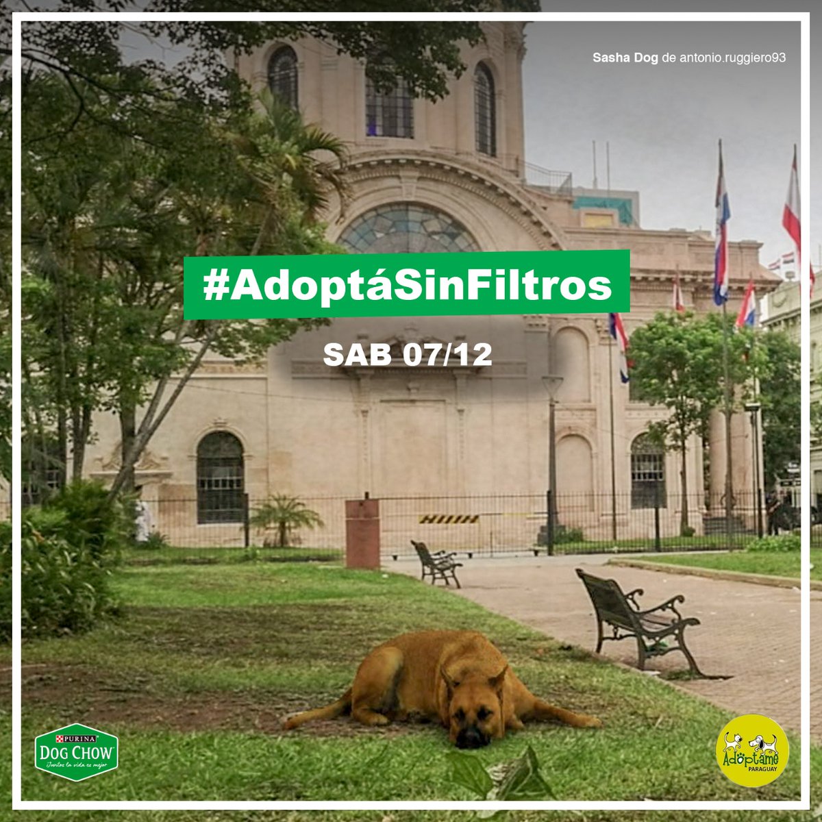 Juanctpy's tweet image. Si buscas una mascota, en este diciembre elegí una que sea de puro ♥️! La feria de @AdoptamePy se hace este sábado en el Mariscal!🐕🐱🐾