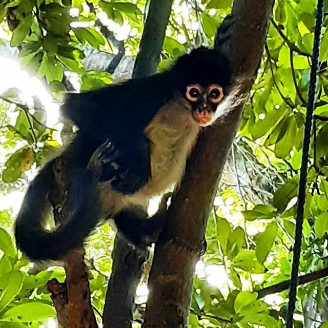 CasaViajeros's tweet image. We spent this morning on a photo shoot for an upcoming InPuertoMorelos.com blog post. It features a new partnership that will benefit our subscribers! ift.tt/2Pf07aA