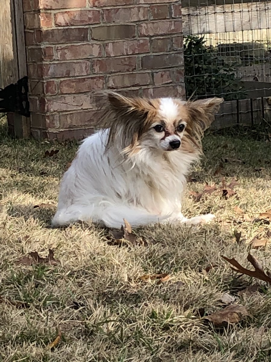 Ruby, Izzy &amp; Leo being goofy babies
#purplepupdogservices #Dallas #dogwalking #dogsoftwitter #cutedogs