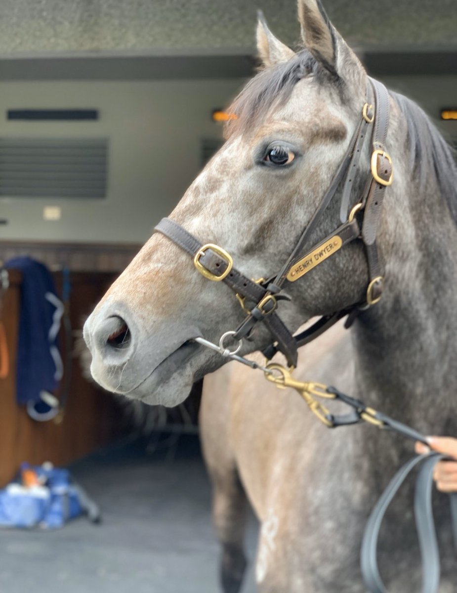 FriendsofMrEd's tweet photo. Our friend White Thyme runs around at Mooney Valley tonight, good luck! .
.
.
#friendsofmred #fredapp @henrydwyerracing @thevalleyracecourse #whitethyme #connectingowners #melbourne #fridaynightraces #fridaynight #december #horses #startup https://t.co/aQST8HYmGv