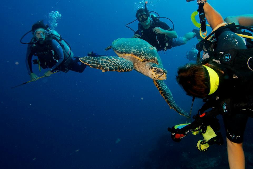Give the gift of an unforgettable adventure this holiday season with a dive trip to Roatan at our PADI 5-star dive center 🎁

We offer dive packages that include accommodations and diving for all levels from first-timers to the most advanced.  Learn more: barefootdivers.com/divepackages/