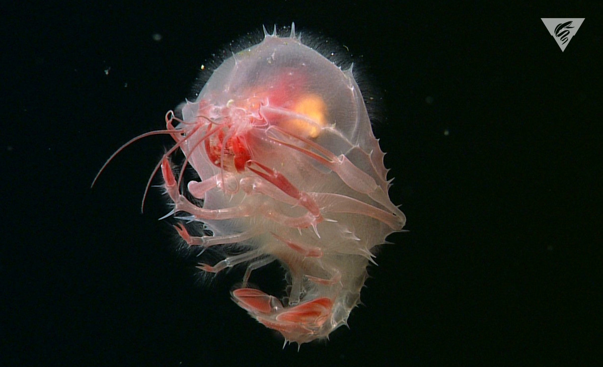 MBARI_News's tweet photo. Adorable baby Eryonicus larval stage of a deep-sea lobster floats /feeds in the water column until it's ready to turn into a juvenile lobster and settle on the seafloor. 

More close-ups of these amazing larvae on our #DeepSeaGuide: https://t.co/qRw3ZnPqGj 
#thursdayobsession https://t.co/SwZOzDl3jm