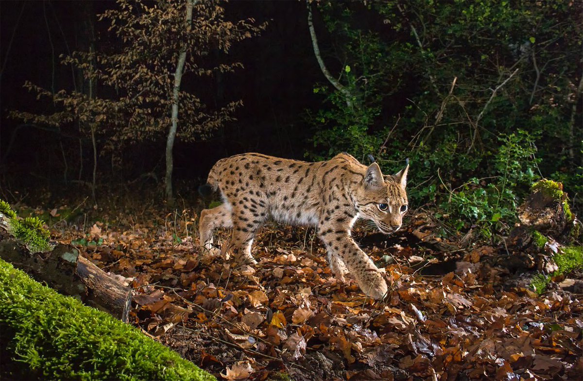 It seems likely that the British Isles will be the last corner of Europe to regain any of its missing large carnivores.
Our book, The Lynx & Us, explores the facts and dispels the myths on what it would mean to live alongside lynx.
Get your copy here: http://scotlandbigpicture.com/Store/books/the-lynx-and-us …