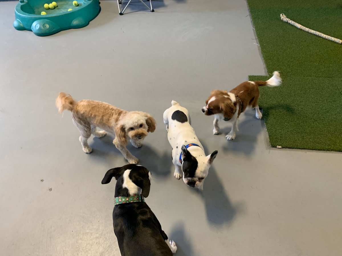 TheHomeofPaws's tweet photo. Another regular day of fun at the Home of Paws.
#dogs #doggies #doggos #pups #cavalierkingcharles #cavapoo #frenchbulldog #labradormix #cutedogs #doggiedaycare #plainvillema #wrentham #foxborough #southattleboro #attleboro #northattleboro #cumberland https://t.co/KjZ84hGWm0