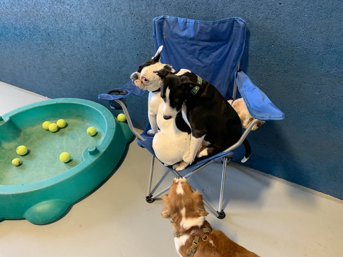 TheHomeofPaws's tweet photo. Another regular day of fun at the Home of Paws.
#dogs #doggies #doggos #pups #cavalierkingcharles #cavapoo #frenchbulldog #labradormix #cutedogs #doggiedaycare #plainvillema #wrentham #foxborough #southattleboro #attleboro #northattleboro #cumberland https://t.co/KjZ84hGWm0