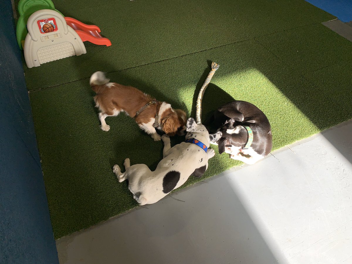 TheHomeofPaws's tweet photo. Another regular day of fun at the Home of Paws.
#dogs #doggies #doggos #pups #cavalierkingcharles #cavapoo #frenchbulldog #labradormix #cutedogs #doggiedaycare #plainvillema #wrentham #foxborough #southattleboro #attleboro #northattleboro #cumberland https://t.co/KjZ84hGWm0