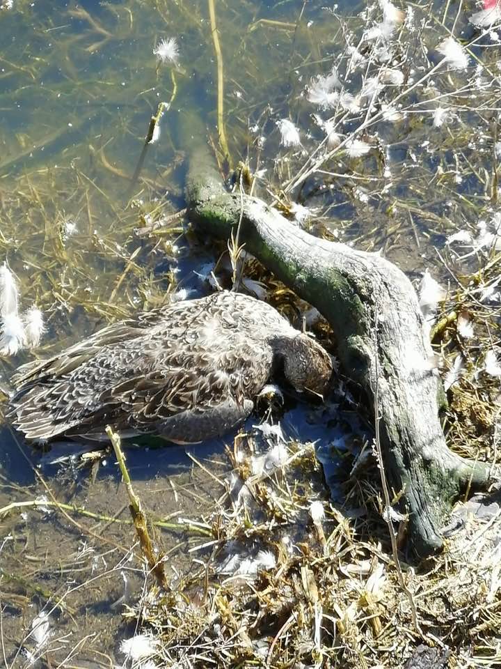 jbg_workshop's tweet photo. En el Lago de Guadalupe en Cuautitlán Izcalli los patos parecen morir envenedados,@PaolaRojas ¿podrían hacer un reportaje al respecto? https://t.co/kQtBs5ZssA