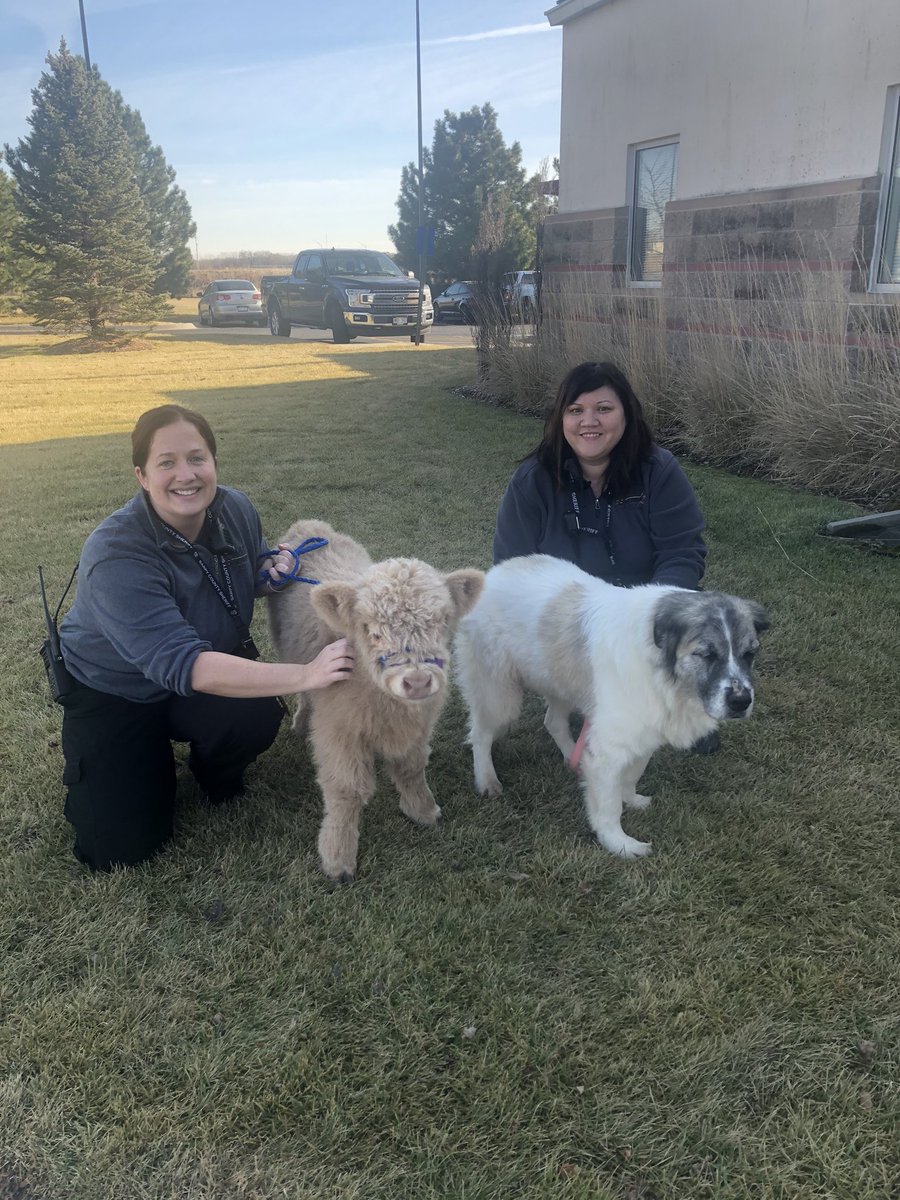 SCSOCoordLDean's tweet photo. Annabelle -6 week calf and Grace - 10 year old dog rescue visited staff and youth today @ the JJC from @ScatterJoyAcres #nosecheck #allclear @SarpySheriff https://t.co/YiPhWa6arY