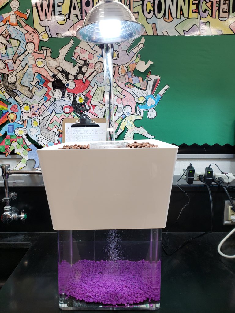 sarahswochedu's tweet image. My students started the nitrogen cycle in their #planetBox they love feeding their bacteria. #hydroponics #science #education
