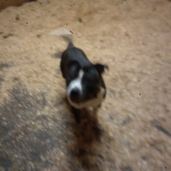 OneStopAllDogs's tweet photo. FOUND 5/12/19:
Male Staffordshire Bull Terrier
B5324, #Osgathorpe to #Rempstone, near Jimmy Deans PH, #Loughborough, LE12
Adult. White and Black/Brindle. Not Chipped
PLEASE CONTACT Garth Kennels 07860284883 https://t.co/Tsbq7FmUXM