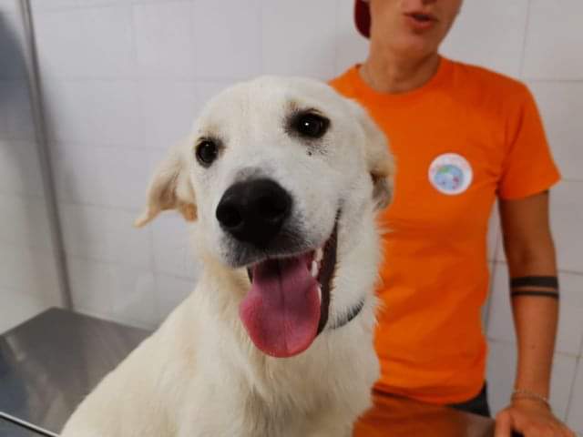 fattoriaditobia's tweet image. #DELPHINA giovane e ... amica dei gatti. Taglia piccola.

📧 messaggio diretto
🌐 lafattoriaditobia.com
Canile Rifugio con Funzione Pubblica (Legge 281/91) – Certificazione ISO9001 – Rm
#appstore #playstore #canileroma