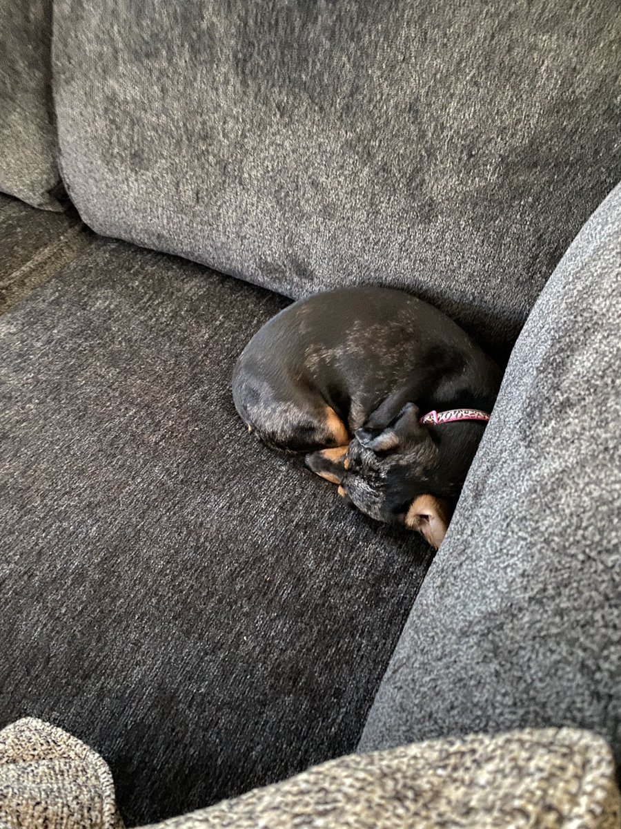 nikki_ewen's tweet photo. for your viewing pleasure: two weenie rolls https://t.co/nPcqMIH7gb