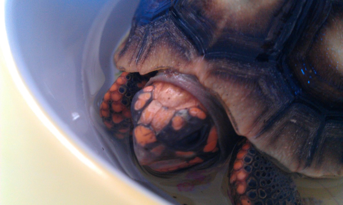 TortoiseEveryHr's tweet photo. https://t.co/2gJLRz9QCn