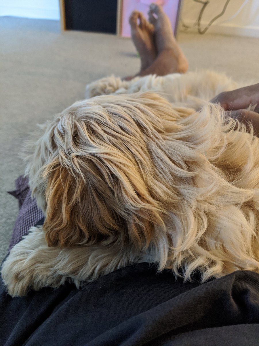 Abu_Abrm's tweet photo. My Morning 😍 #Eddie #canberra https://t.co/TX4WNPAFfk