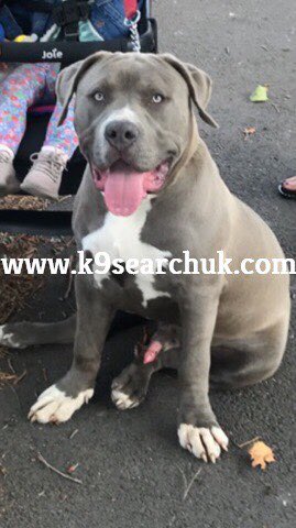 OneStopAllDogs's tweet photo. MISSING 29/11/19: ROCCO
Male American Bulldog
from Wyndhurst Road #Stetchford, #Birmingham, B33
10 months, blue with white chest and paws, short smooth coat, full tail. Not Chipped
CONTACT K9 Search UK on 07988 433187 https://t.co/sh9xOlBfr7