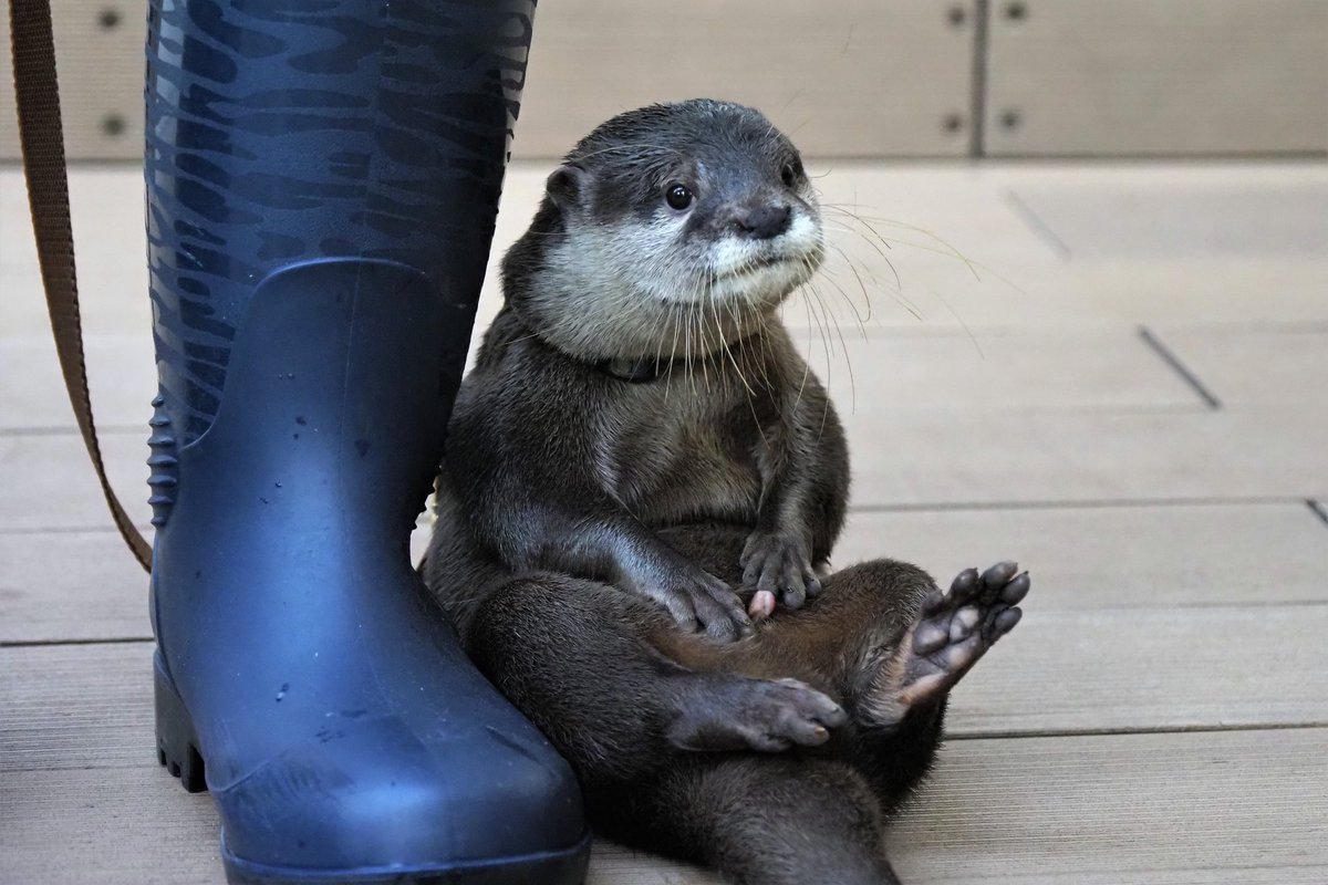 カワウソ 値段