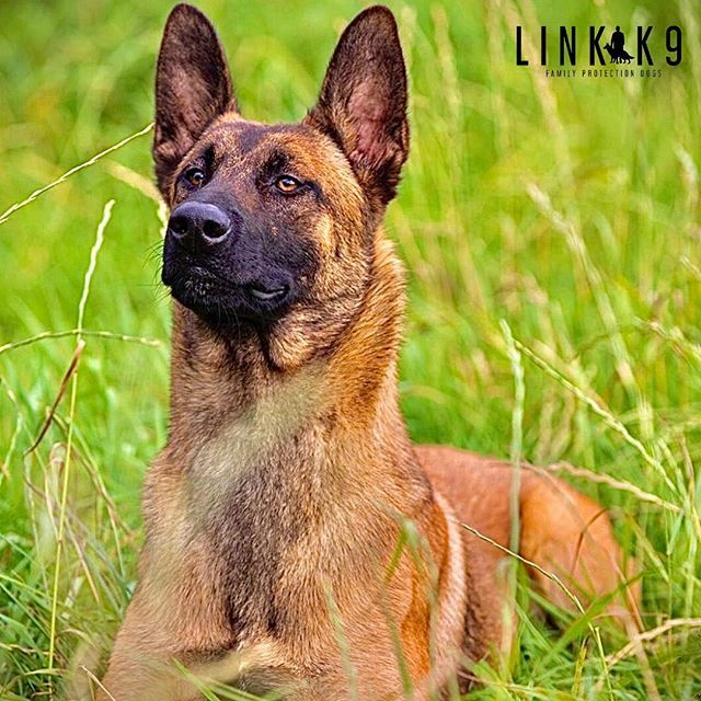 link_k9's tweet photo. I’m ready! Are you?🐕 #linkk9 #lovemydog #instadogs #doglovers #igdogs #instapets #protectiondogs #workingdogs #guarddog #guarddogtraining #protectiondog #dogstagram #ilovedogs #dog #dogs #dogsofinstagram #dogsofinsta #instadog #familyprotectiondogs #familyprotection #familyp… https://t.co/cbftN4zJFc