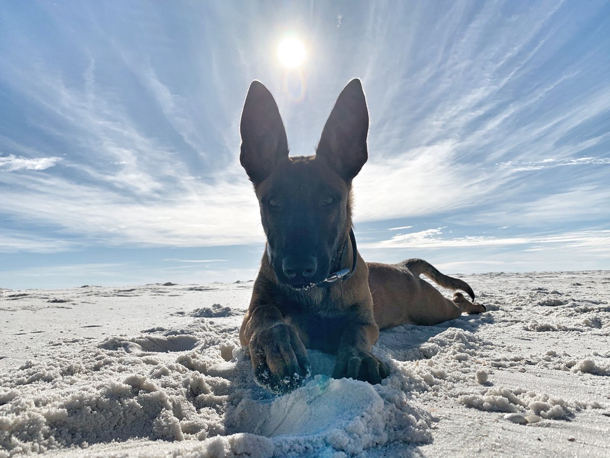 Zara "working" with her trainer at the beach today. Remarkable progress. Such a cutie. #BelgianMalinois #puppy