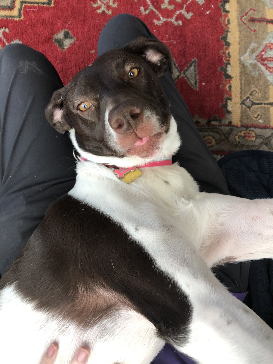 Iris has such beautiful eyes!
#purplepupdogservices #dogsoftwitter #Dallas #dogwalking #cutedogs