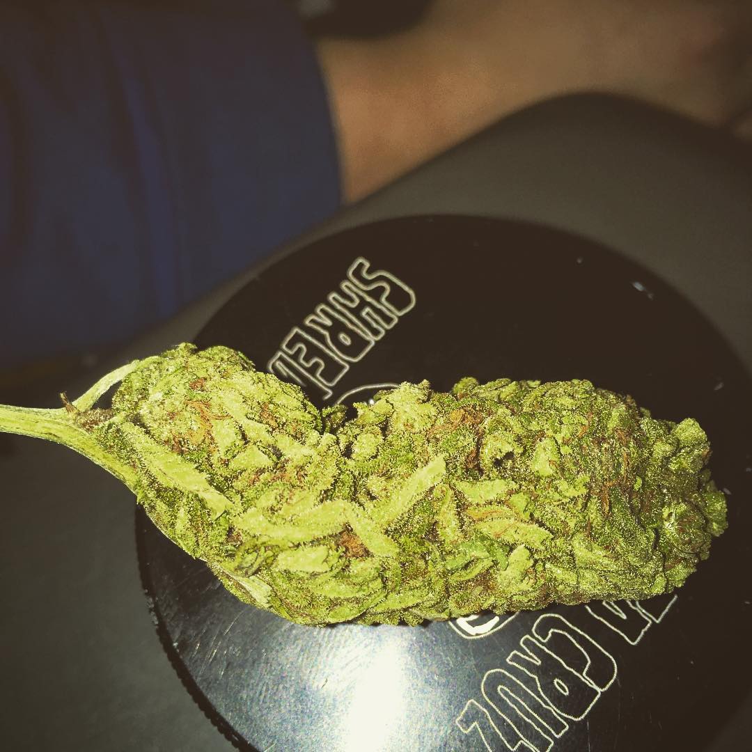 cannab420's tweet photo. passez vos commandes sur Wickr :spirit4201
 
#Paris #92i #fumeur #laweed #cbd #cbdfrance #paris93 #bordeaux #thc #bedo #paris16 #joint #parisbynight #damso #beuh  #weed #parisien #marseille #shit #LaMaisonDuChanvre #justice #police #chanvre #industrie #habillement #alimentation https://t.co/qtrcwVu3wD