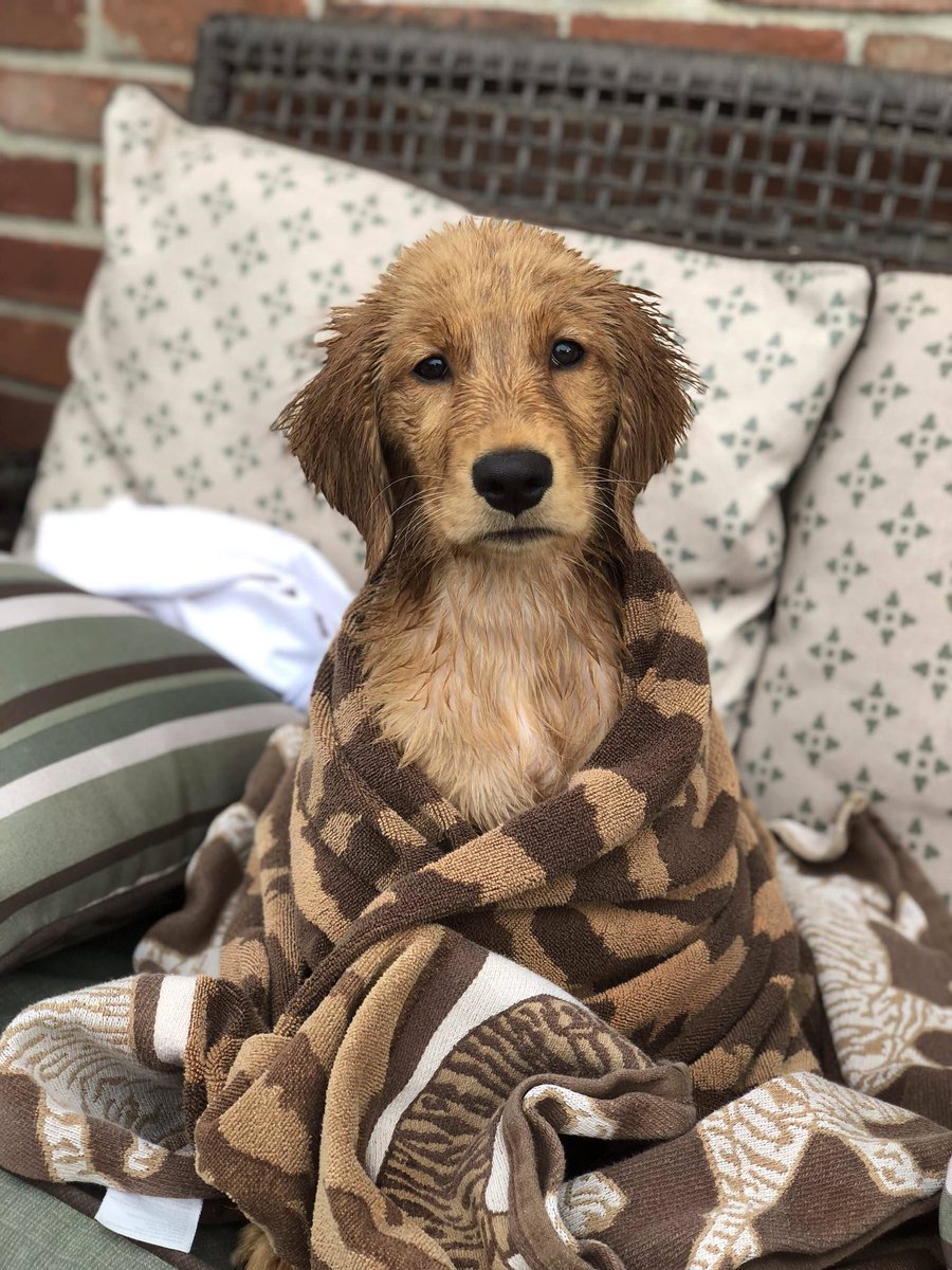 GoldensRetrieve's tweet image. We were having such a nice day and then you gave me a bath. #LifeIsNotFair