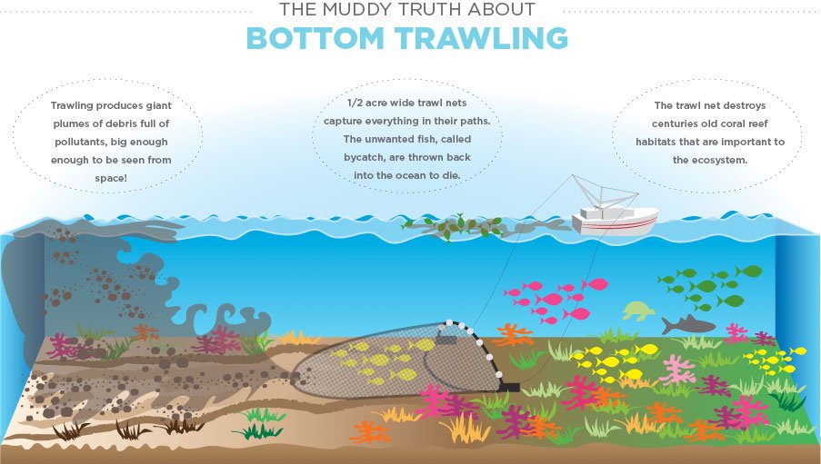 "Up to 86 % of the Greater North Sea and Celtic Seas’ seabeds have been physically disturbed by bottom trawling, of which 58 % is highly disturbed" according to the new report from @EUEnvironment
We have to ditch this wasteful and destructive way to catch fish.